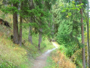 Le sentier serpente agréablement dans la forêt