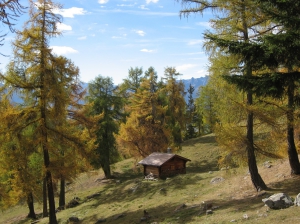 Le pâturage  boisé de Pra de Dzeu le long du bisse de Saxon