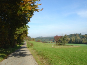 Un chemin au Chalet-à-Gobet