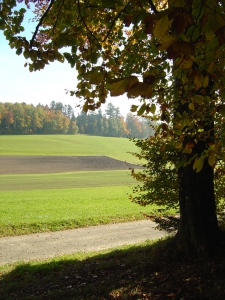 La plaine de Mauvernay, vers le Chalet-à-Gobet