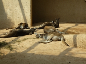 Les kangourous à l'heure de la sieste