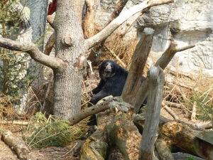 Un ours brun