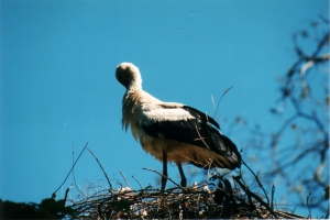 Une cigogne