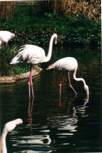 Des flamants rose