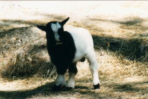 Un chevreau