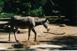 Un âne