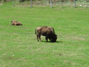 Des bisons