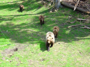 Une maman ours brun et ses trois petits