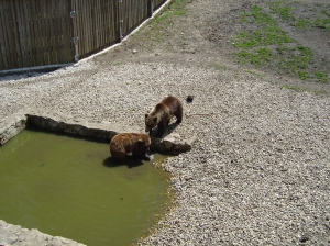 Deux ours bruns