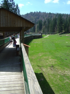 La passerelle depuis laquelle les visiteurs peuvent admirer les animaux