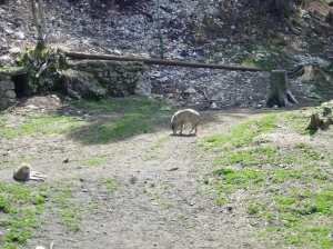 Des loups