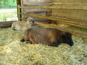 Des moutons à caresser