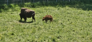 Zoo de Servion
