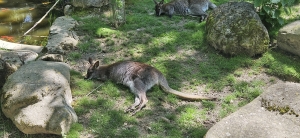 Zoo de Servion