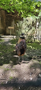 Zoo de Servion
