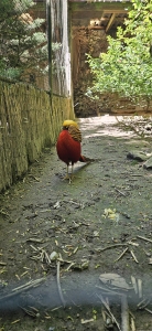 Zoo de Servion