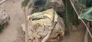 Tropiquarium