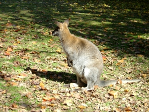 Un wallaby