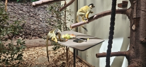 Zoo de Servion