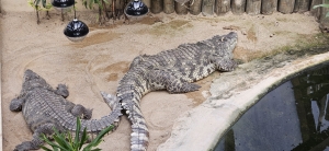 Tropiquarium