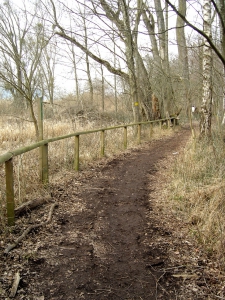 Le sentier dans la forêt domaniale