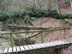 Petit pont dans une zone humide