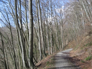 Sentier dans la hêtraie