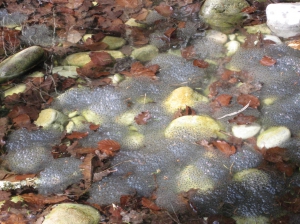 Pontes de grenouilles rousses