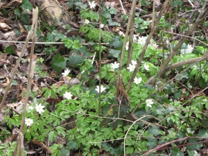 Anémones des bois