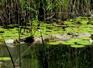 3 cistudes sur ce tronc à l'Etang des Isles