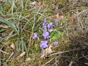 Violettes de Rivinus