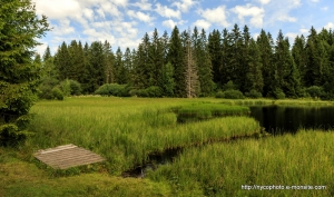 Etang-de-la-Gruère-1000m-dans-les-franches-montagne. Août 2019