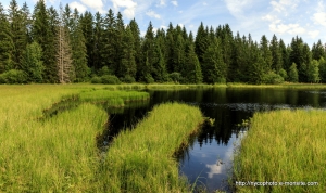 Etang-de-la-Gruère-1000m-dans-les-franches-montagne. Août 2019