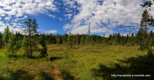 Etang-de-la-Gruère-1000m-dans-les-franches-montagne. Août 2019