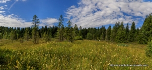 Etang-de-la-Gruère-1000m-dans-les-franches-montagne. Août 2019