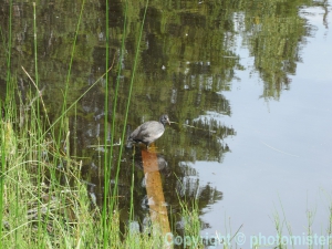 Un canard