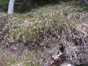 Bruyère carnée