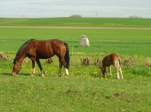 Une jument et son poulain aux abords de la ferme du Devens