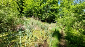 Un étang, dans la forêt du Devens