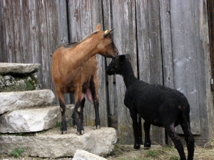 Chèvres des Trois Cheminées