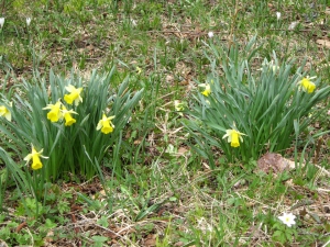 Jonquilles