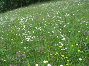 Prairie fleurie près d'Isch