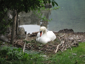 Cygne couvant à Iseltwald