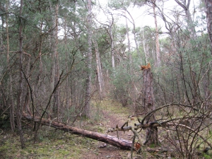 Sentier dans la pinède