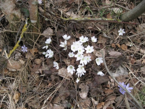 Hépatiques à trois lobes