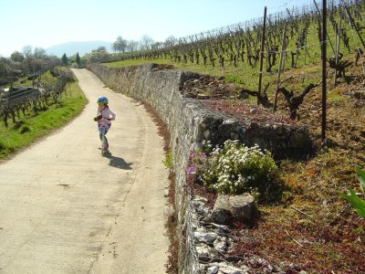 Le chemin dans les vignes