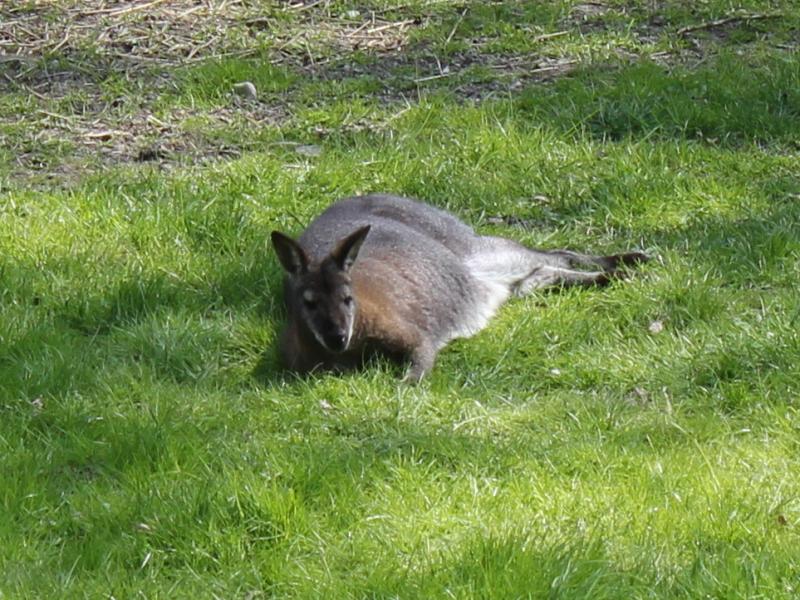 Parc animalier à Bercher