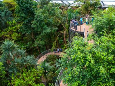 Sentier des cimes dans la forêt tropicale de Masoala.<br>
Copyright: Zoo Zürich, Corinne Invernizzi
