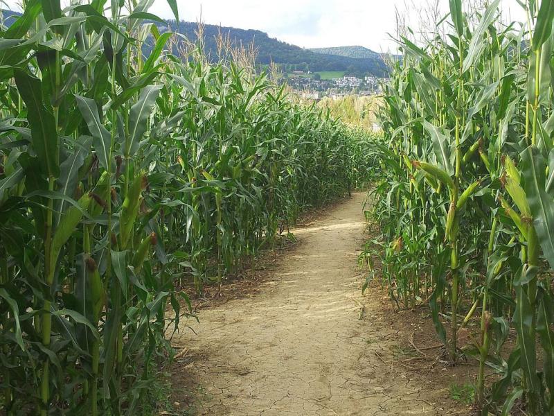 Swiss labyrinthe