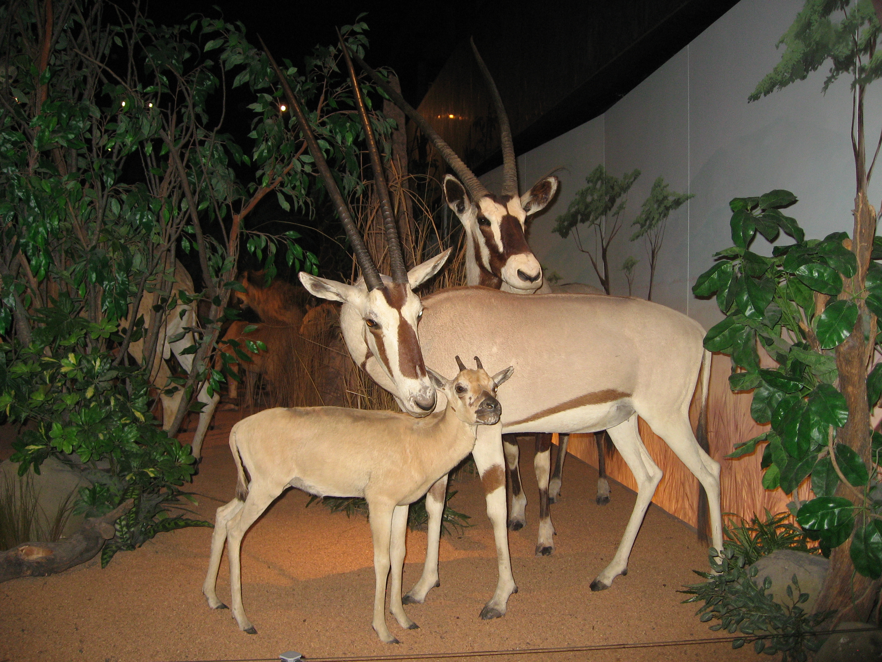 Muséum d'histoire naturelle de Genève